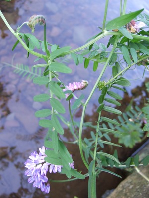 پولمونیوم ونبرانتیا - نردبان جاکوب